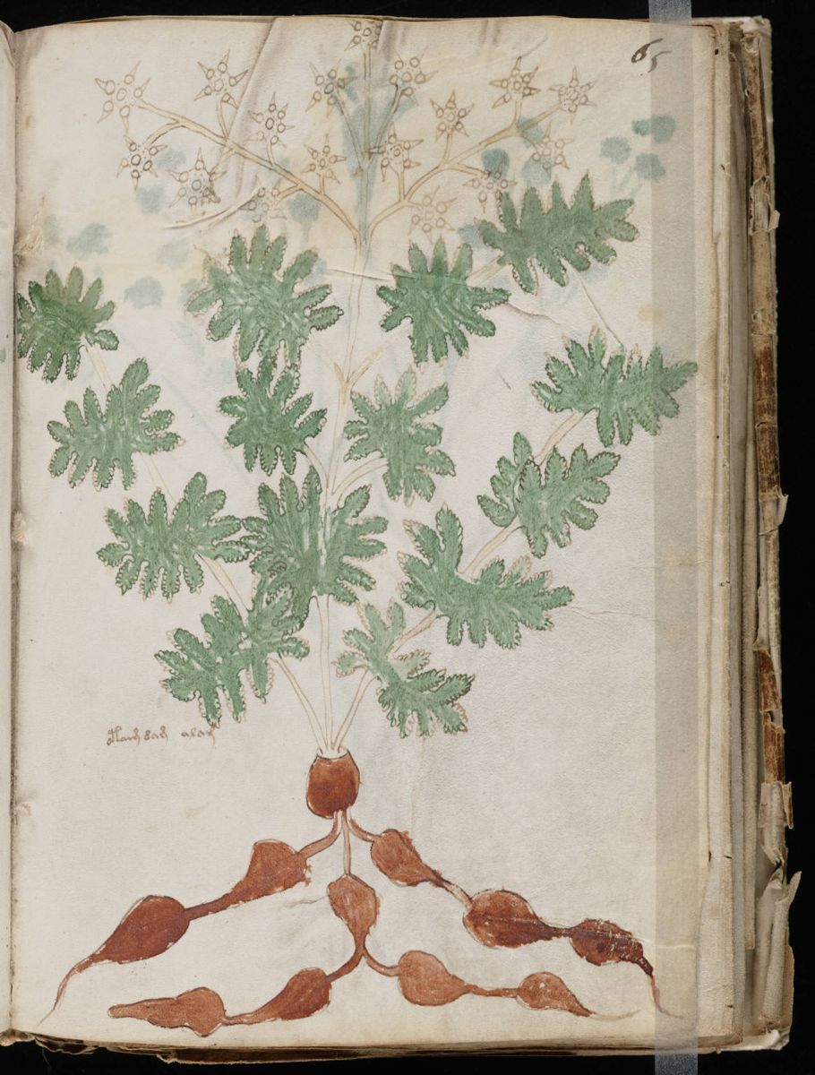 Voynich Manuscript (117).jpg