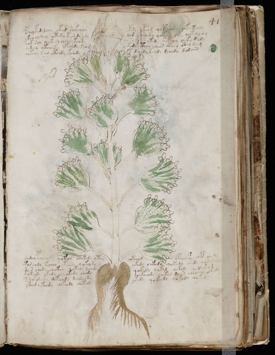 Voynich Manuscript (81).jpg