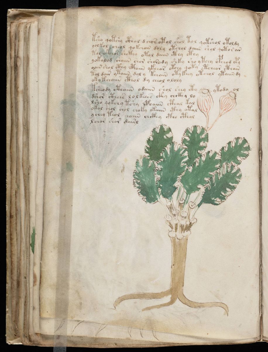 Voynich Manuscript (88).jpg