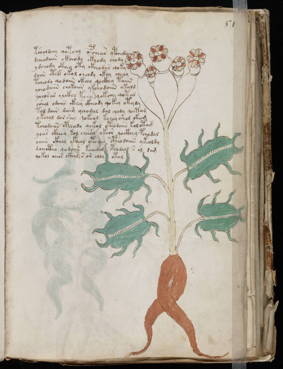 Voynich Manuscript (101).jpg