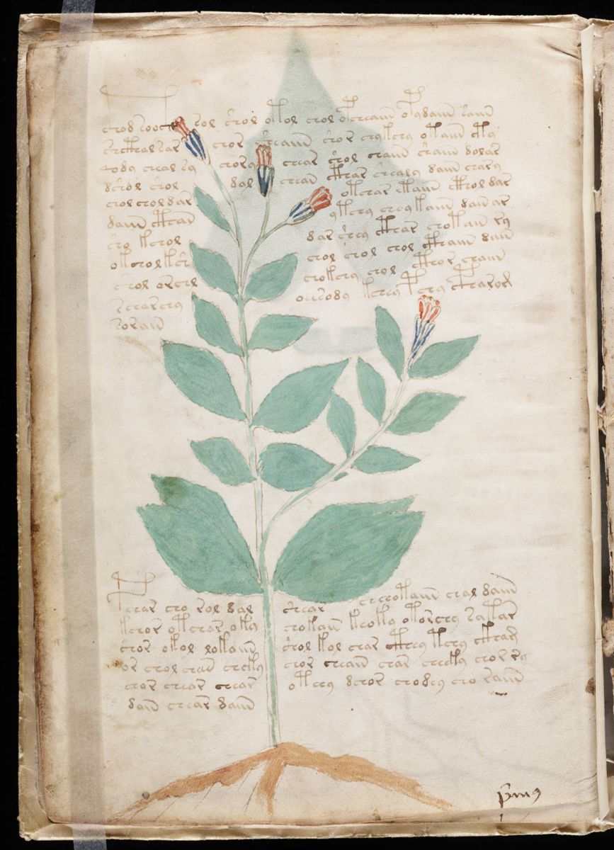 Voynich Manuscript (18).jpg