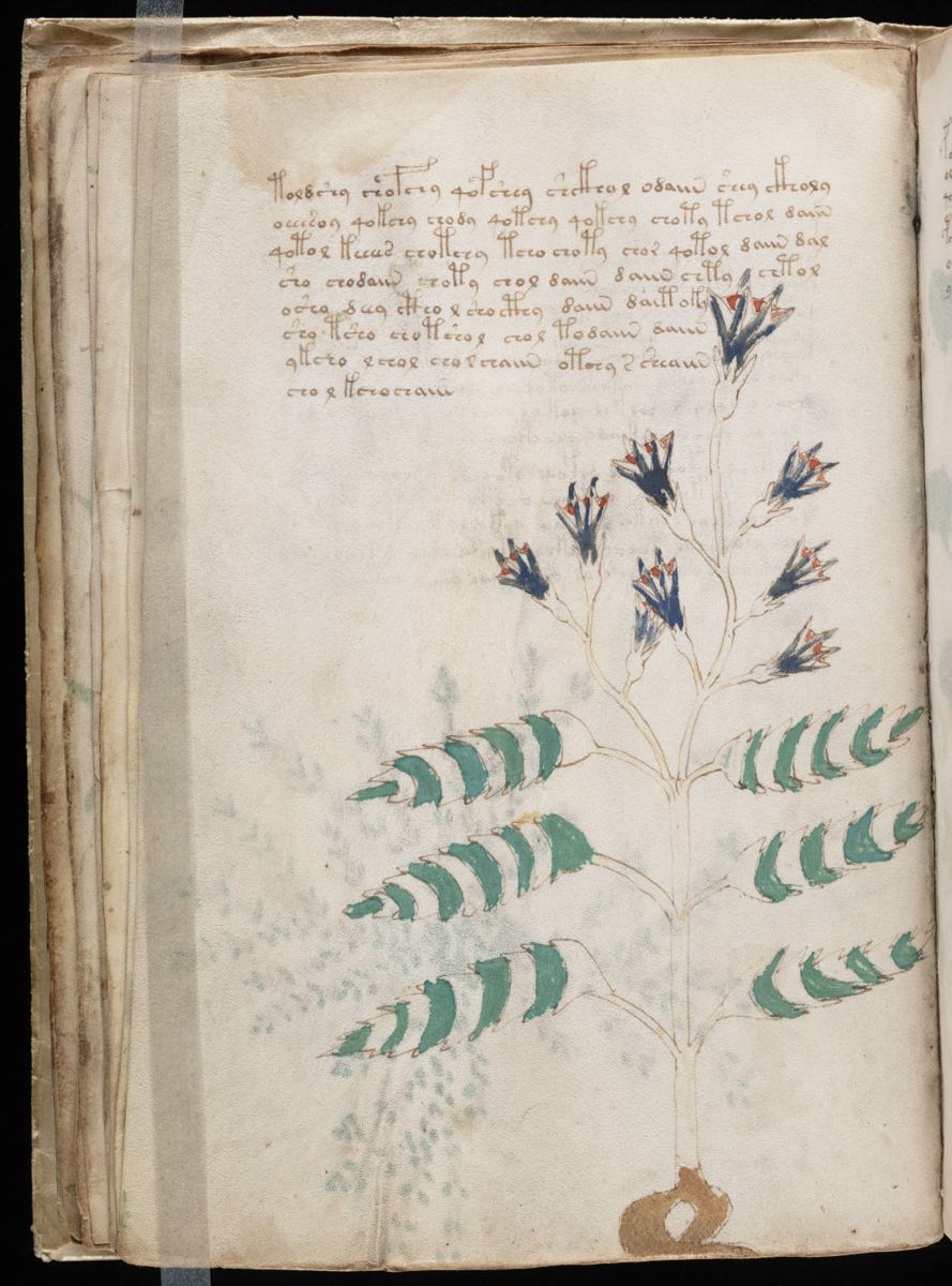Voynich Manuscript (42).jpg
