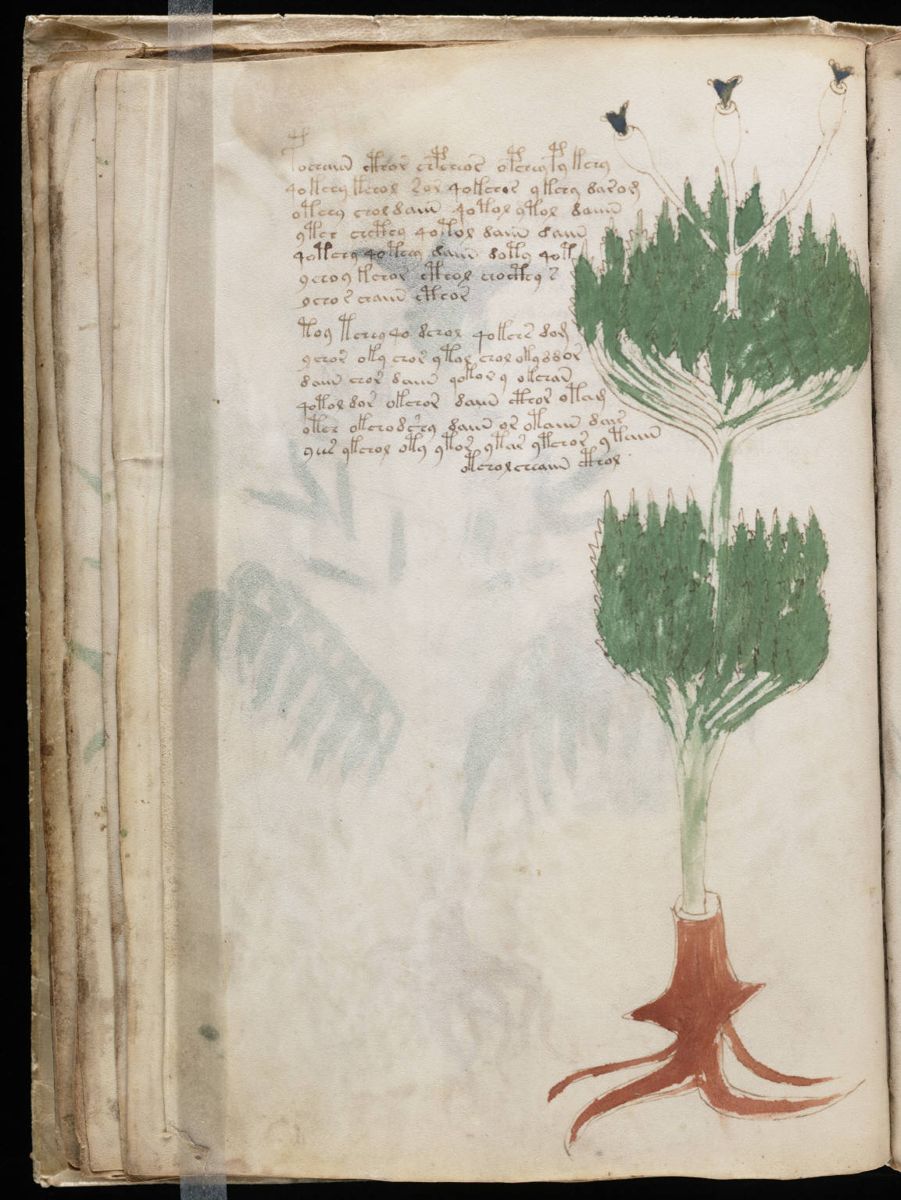 Voynich Manuscript (38).jpg