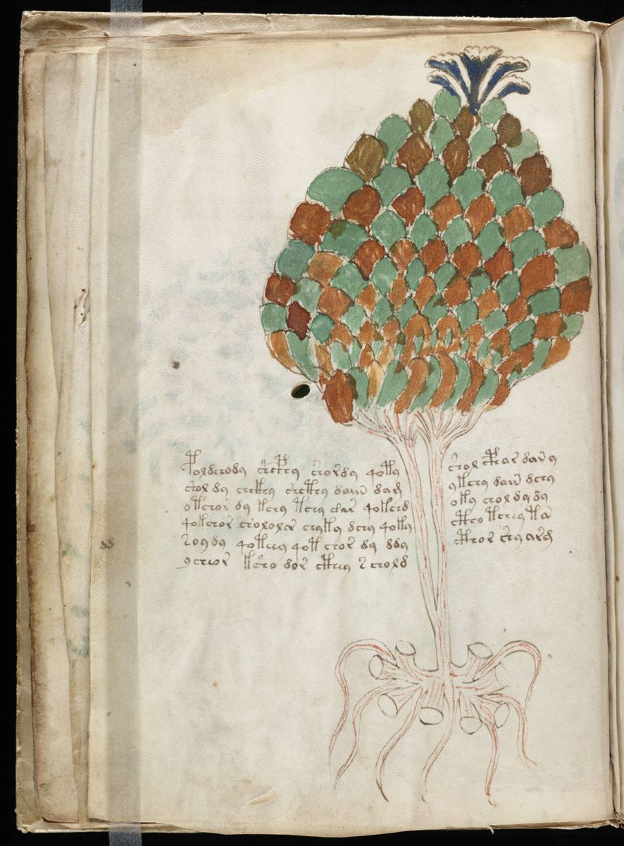 Voynich Manuscript (24).jpg