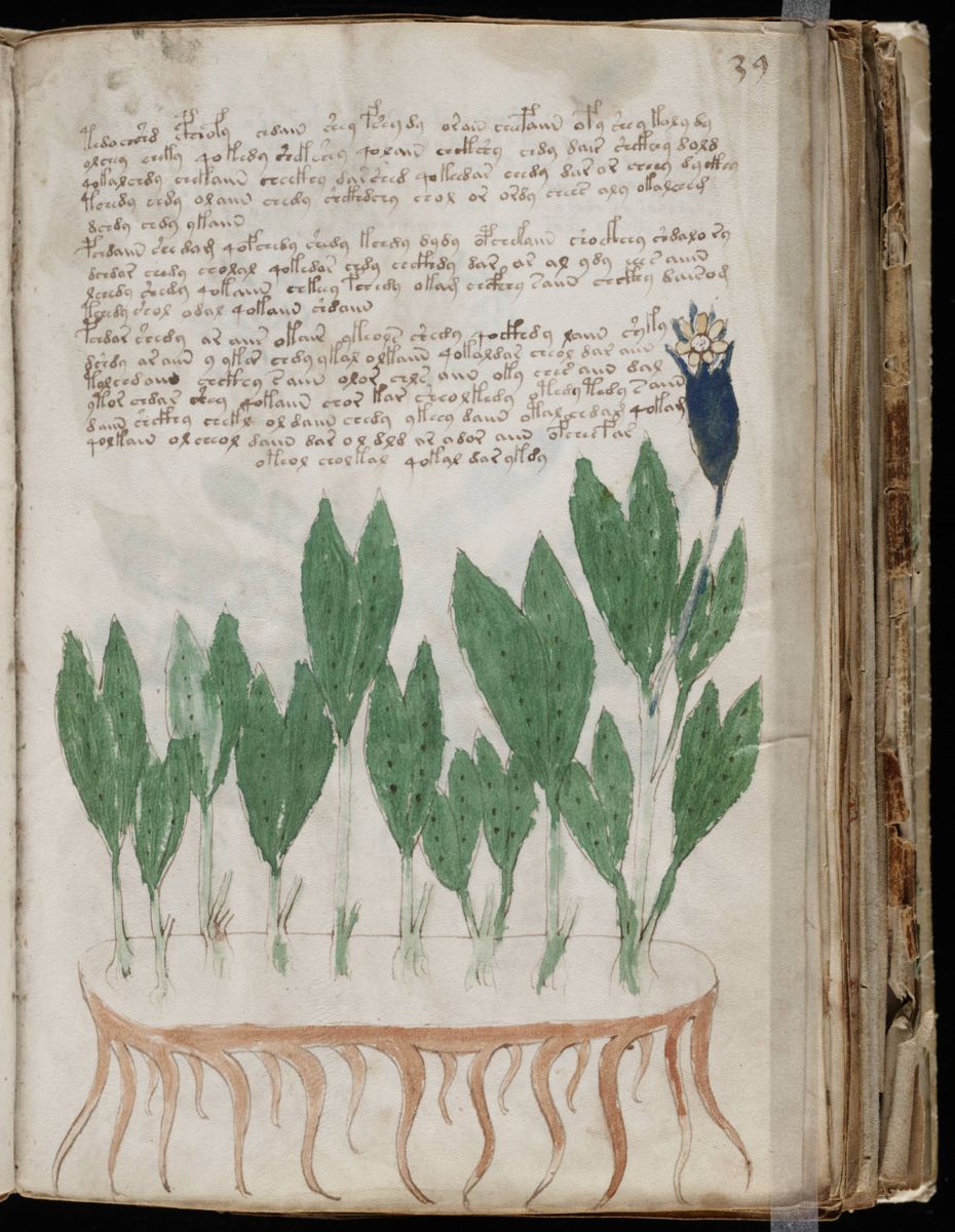 Voynich Manuscript (77).jpg