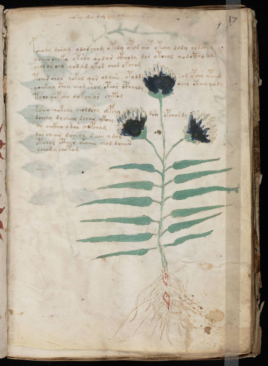 Voynich Manuscript (33).jpg