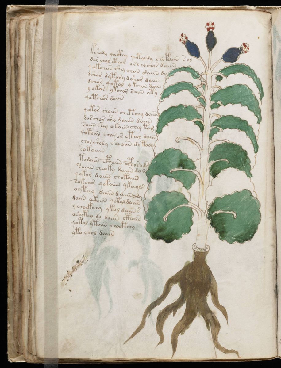 Voynich Manuscript (74).jpg