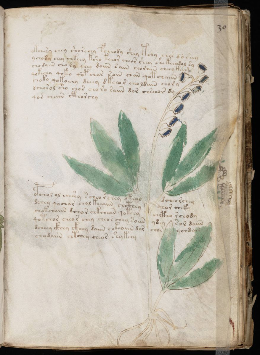 Voynich Manuscript (59).jpg