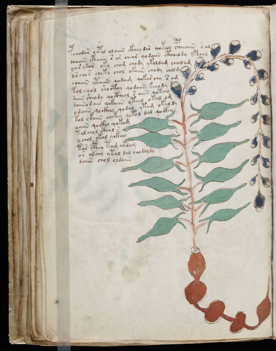 Voynich Manuscript (108).jpg