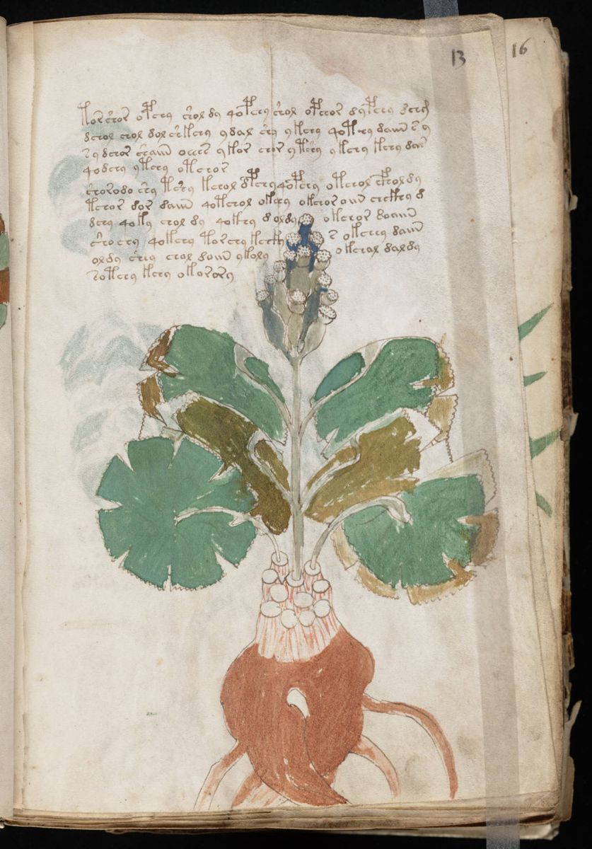 Voynich Manuscript (25).jpg