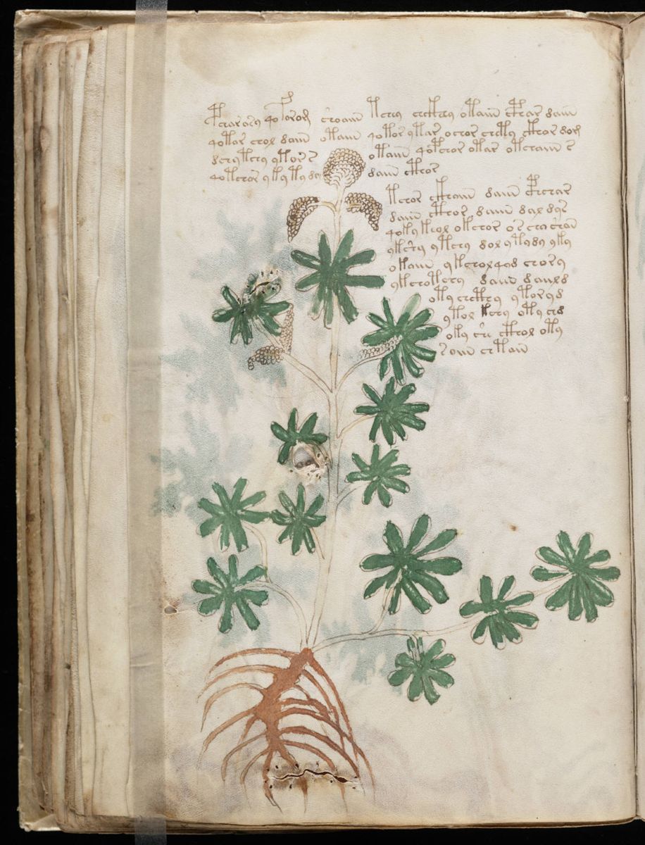 Voynich Manuscript (72).jpg